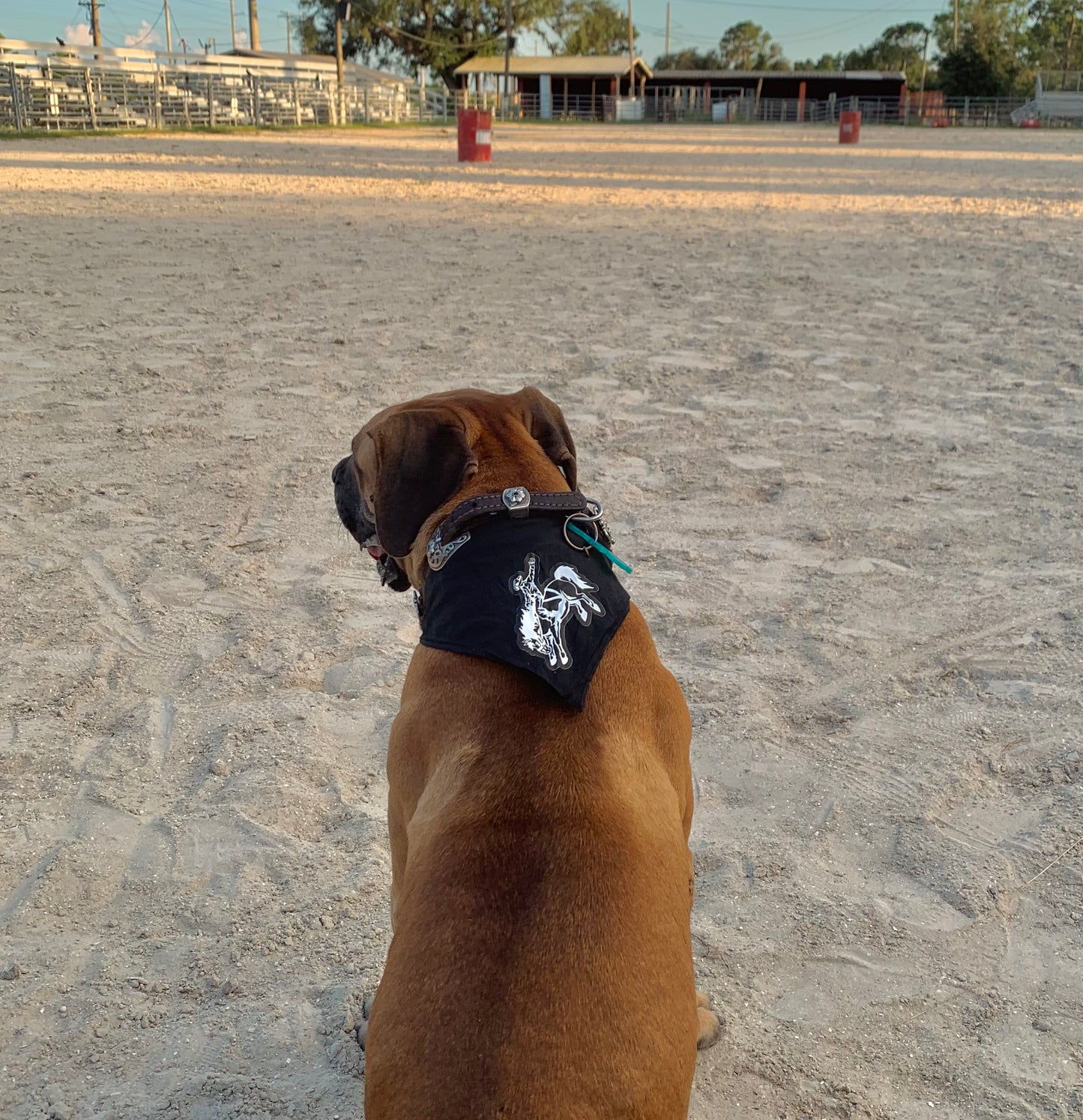 Barrel Dog Bandanna